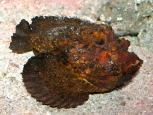 Echter Steinfisch (Synanceia verrucosa)