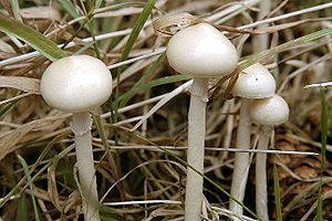 Halbkugeliger Träuschling (Stropharia semiglobata