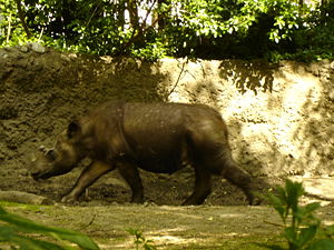 Sumatra-Nashorn (Dicerorhinus sumatrensis)