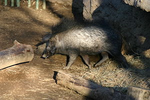 Visayas-Pustelschwein