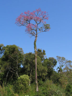 Lapacho im Urwaldschutzgebiet San Rafael in Paraguay
