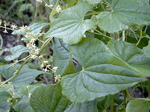 Gemeine Schmerwurz (Dioscorea communis)