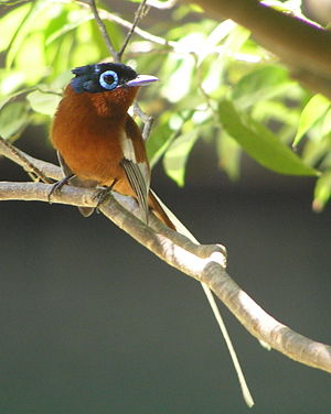 Madagaskar-Paradiesschnäpper(Terpsiphone mutata) ♂