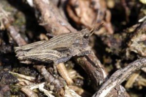 Gemeine Dornschrecke (Tetrix undulata), Weibchen