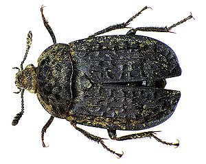 Runzeliger Aaskäfer (Thanatophilus rugosus)