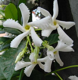Trachelospermum jasminoides, Blüten
