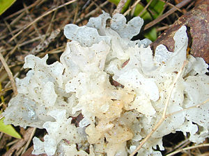 Silberohr (Tremella fuciformis)