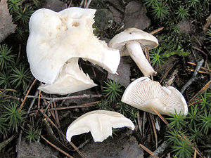 Unverschämter Ritterling (Tricholoma lascivum)