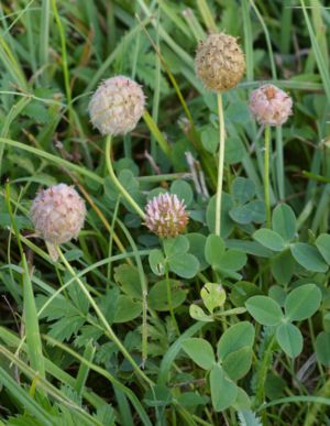 Erdbeer-Klee (Trifolium fragiferum)