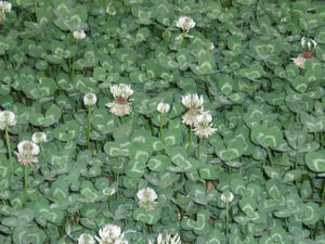 Weiß-Klee (Trifolium repens)