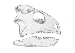 Schädel von Trilophosaurus