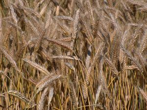 Triticale auf einem Feld