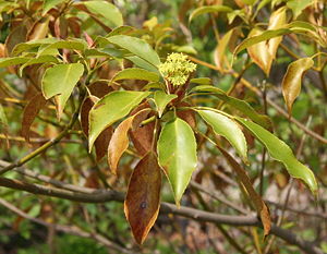 Trochodendron aralioides, Blütenstand und Blätter.