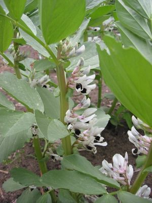 Ackerbohne (Vicia faba)