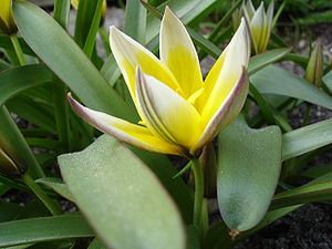 Blühende Tulipa tarda