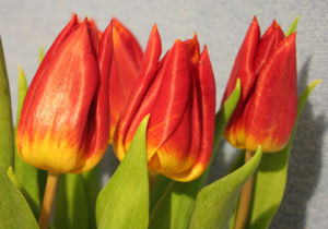 Tulpen-Hybriden