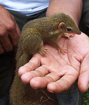 Spitzhörnchen (Tupaia spec.)