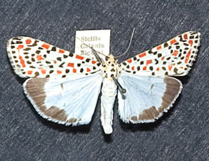 Harlekinbär (Utetheisa pulchella)