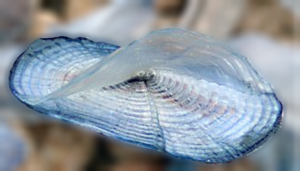 Segelqualle (Velella velella)