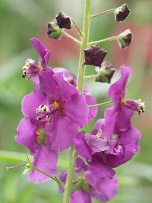 Violette Königskerze (Verbascum phoeniceum)