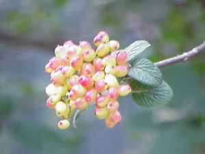 Wolliger Schneeball (Viburnum lantana), Früchte und Blätter.