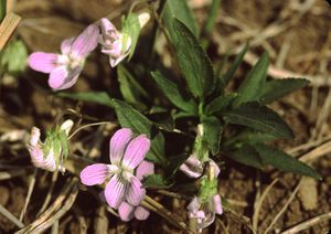 Niedriges Veilchen (Viola pumila)