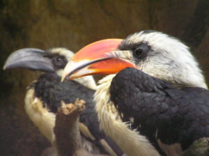 Decken-Toko Paar (♂ vorne, ♀ hinten)