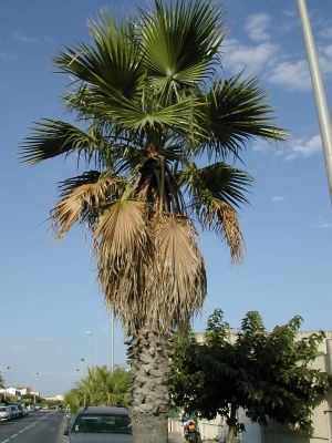 Petticoat-Palme (Washingtonia filifera)