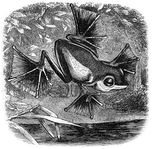 Zeichnung des Flugfrosches aus Alfred Wallaces Buch The Malay Archipelago