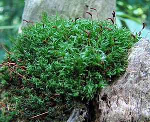 Wellenblättriges Katharinenmoos (Atrichum undulatum)