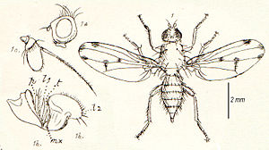 Schematische Darstellung einer Zitterfliege