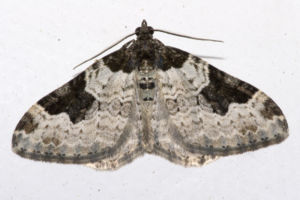 Garten-Blattspanner (Xanthorhoe fluctuata)