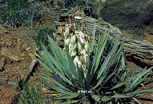 Yucca baccata mit kurzem Blütenstand und großen Blüten in Utah