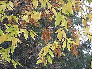 Kaukasische Zelkove (Zelkova carpinifolia)