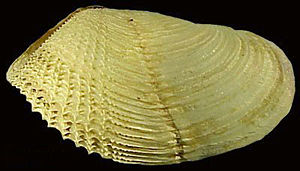 Krause Bohrmuschel (Zirfaea crispata (Linné, 1758))