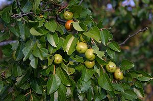 Blätter und Früchte von Ziziphus mucronata, Magaliesberg, Südafrika.