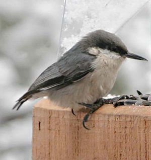 Zwergkleiber (Sitta pygmaea)