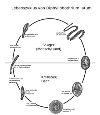 Diphyllobothrium latum Lebenszyklus.png