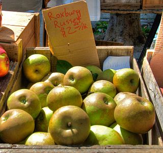 Äpfel der Sorte Roxbury Russet auf einem Markt