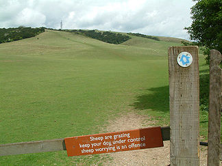 Butser Hill.jpg