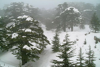 Erhaltener Zedernwald im Libanongebirge im Winter