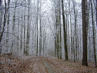Harthäuser Wald bei Möckmühl