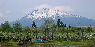 Der Vulkan Iwaki und eine der vielen Apfelplantagen der Gegend