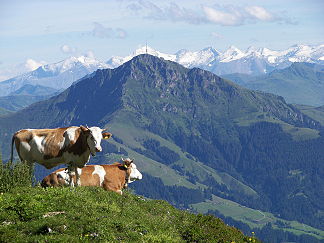 Kitzbüheler Horn vom Hochgrubachkar (Wilder Kaiser) aus gesehen