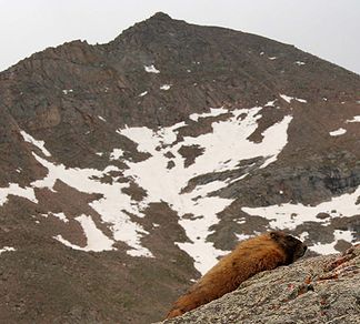 Der Mount Bierstadt, im Vordergrund ein Murmeltier