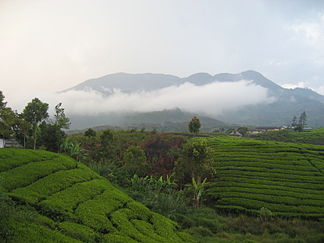 Gunung Talang hinter einer Teeplantage