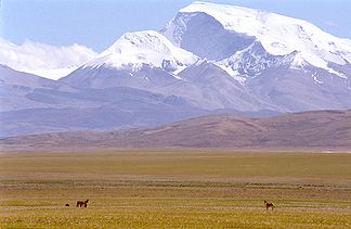 Gurla Mandhata mit Tibet-Wildesel im Vordergrund