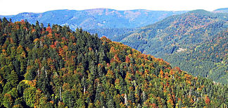 Blick über das Tal der Wilden Gutach auf den Obereck