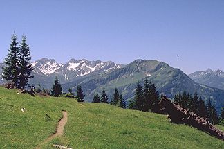 Söllereck (der bewaldete Berg über dem Baumstamm im rechten Bildrand) vom Rossbichel. Der Grasberg links davon über der Fichtengruppe ist der Söllerkopf