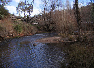 Cobungra River in Anglers Rest